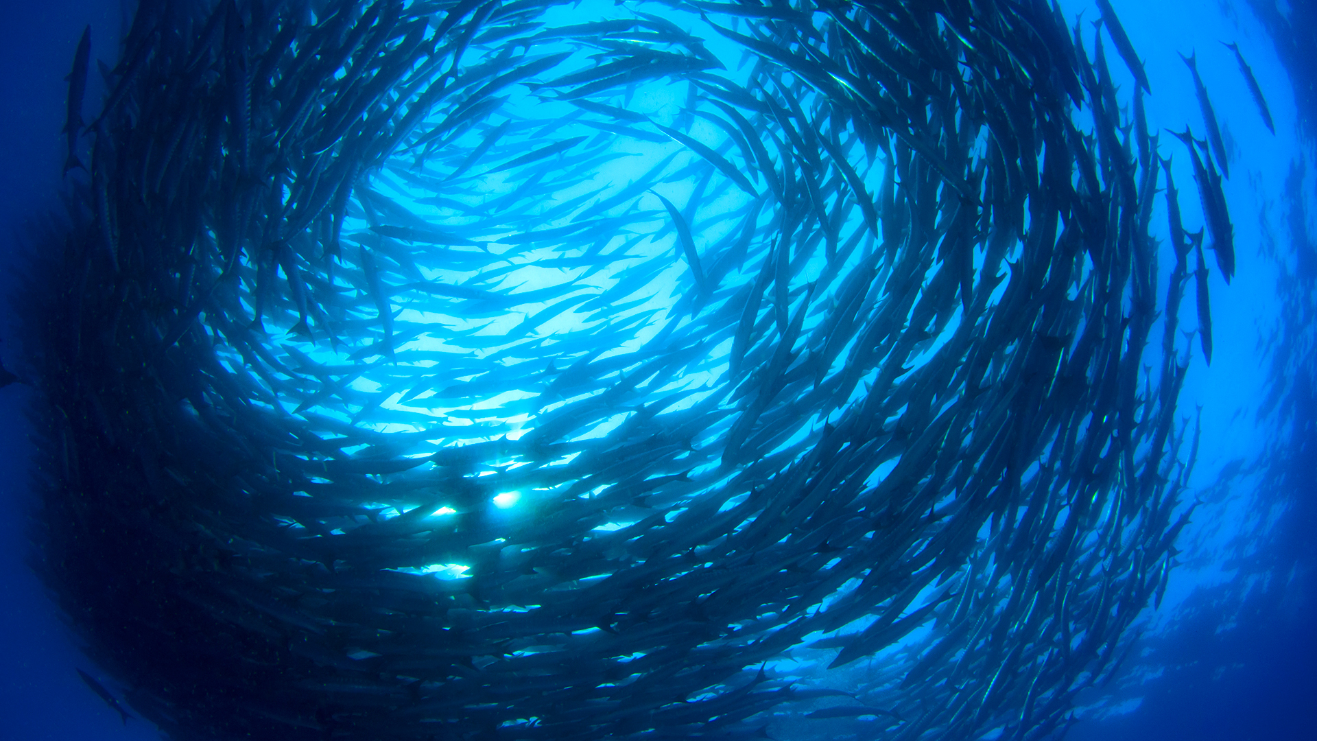 barracudas-school-1 barracudas-school-1